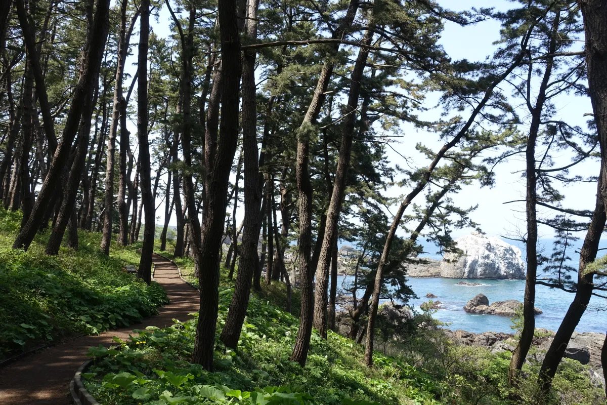 🏖️ 쇼난 해안공원(쇼난카이간코엔) 이미지 8
